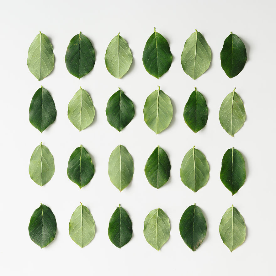 This Photographer Turns Flowers And Leaves To Art Objects