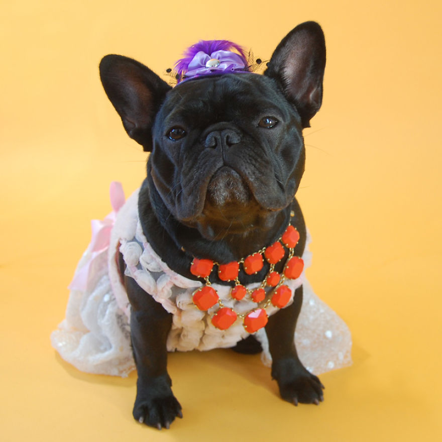 I Sent My French Bulldog On The Time Machine To Find The Perfect Sweater (9 Pics)