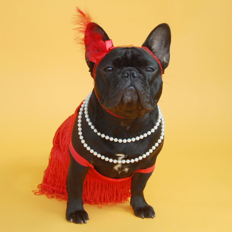 I Sent My French Bulldog On The Time Machine To Find The Perfect Sweater (9 Pics)