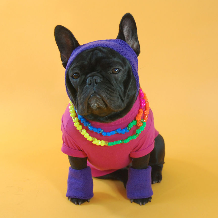 I Sent My French Bulldog On The Time Machine To Find The Perfect Sweater (9 Pics)