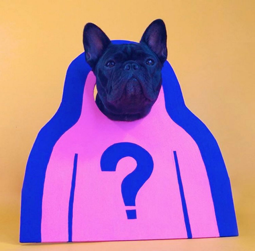 I Sent My French Bulldog On The Time Machine To Find The Perfect Sweater (9 Pics)