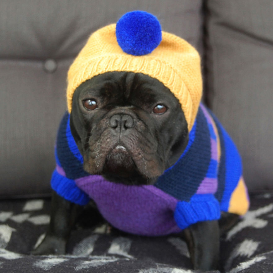 I Sent My French Bulldog On The Time Machine To Find The Perfect Sweater (9 Pics)