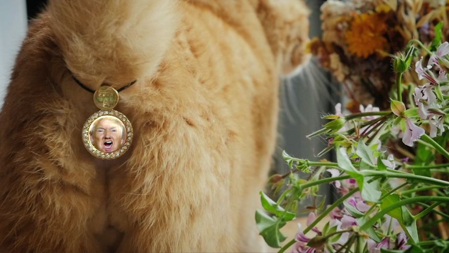 CatAssThrophy: Cat Jewelry To Cover Their Bums CatAssThrophy: Cat Jewelry To Cover Their Bums