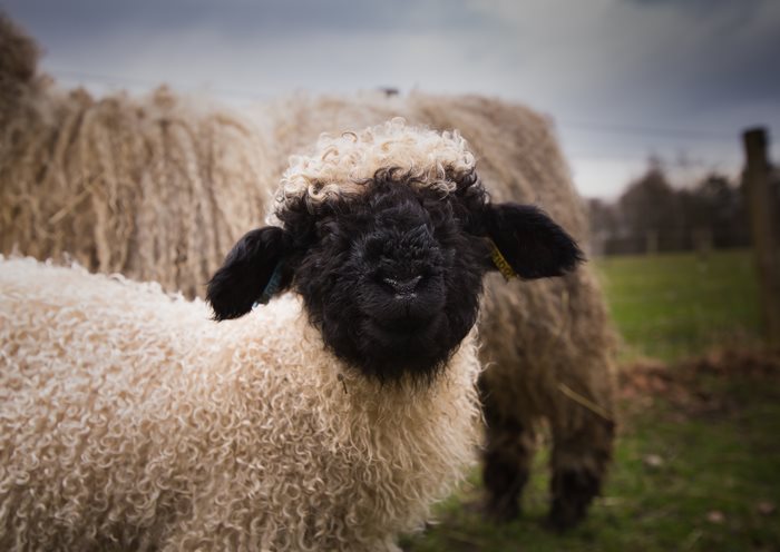 Blacknose Sheep