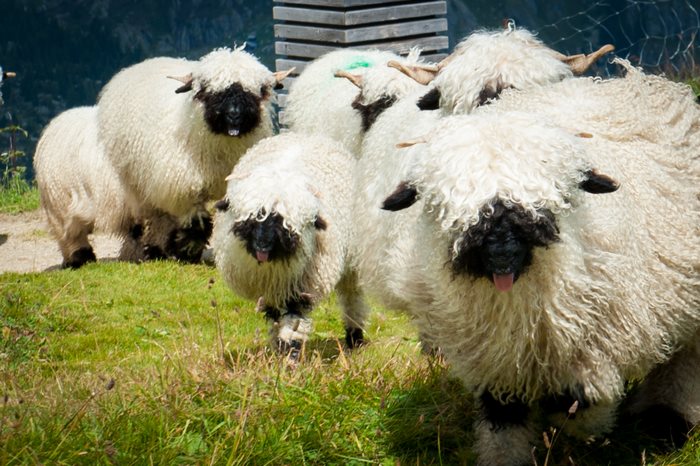 Blacknose Sheep