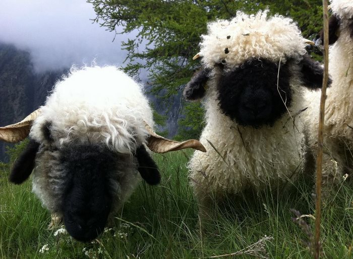 Blacknose Sheep