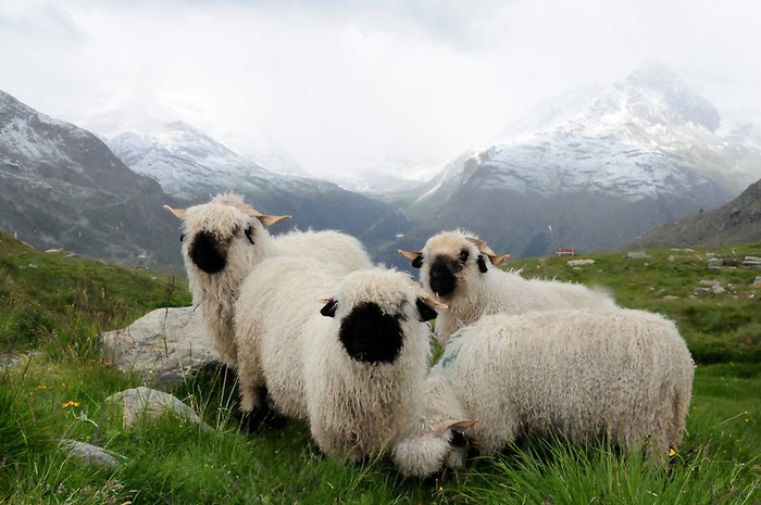Blacknose Sheep