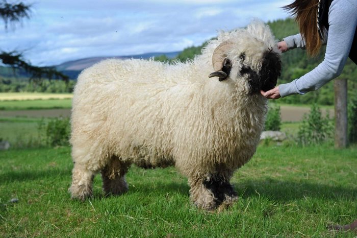 Blacknose Sheep