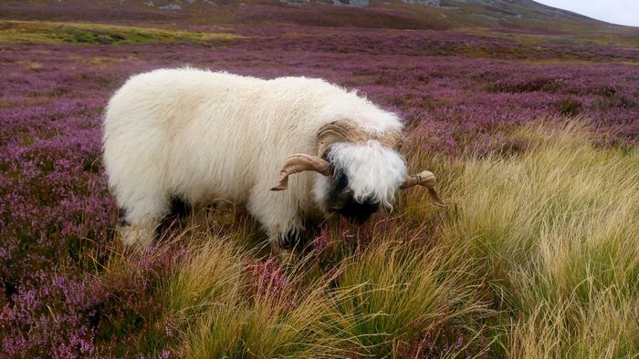 Blacknose Sheep