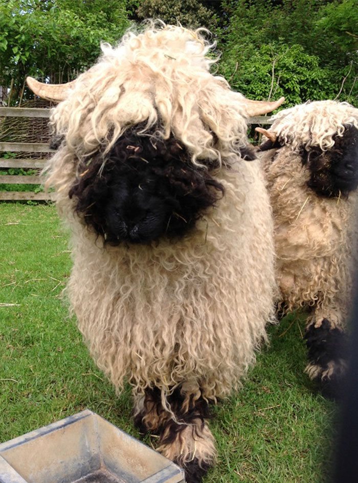 Blacknose Sheep