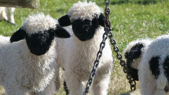 Blacknose Sheep