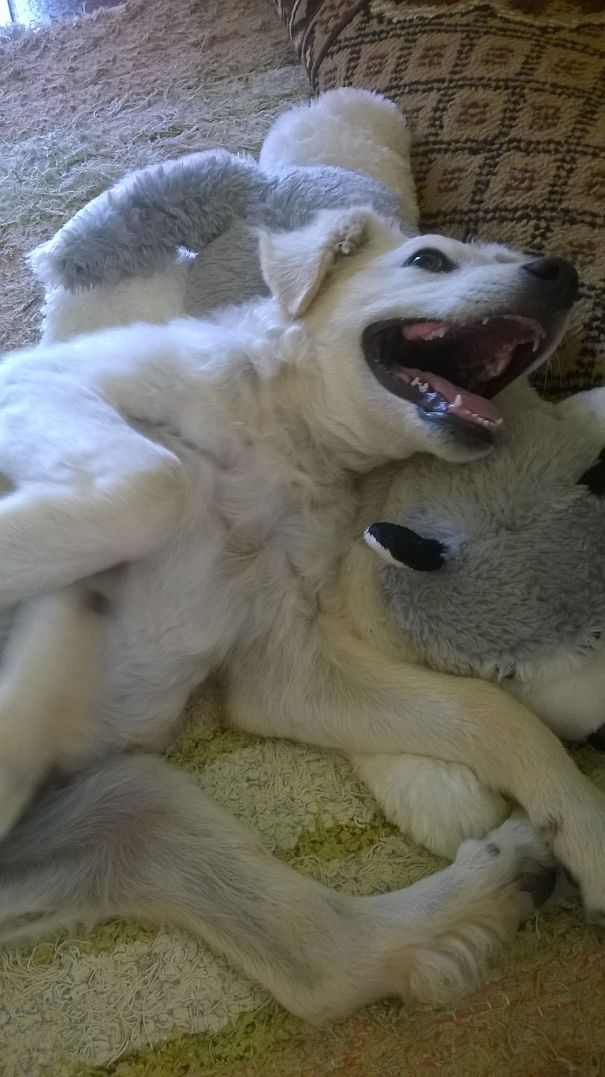 Lol Its So Funny I Could Diee