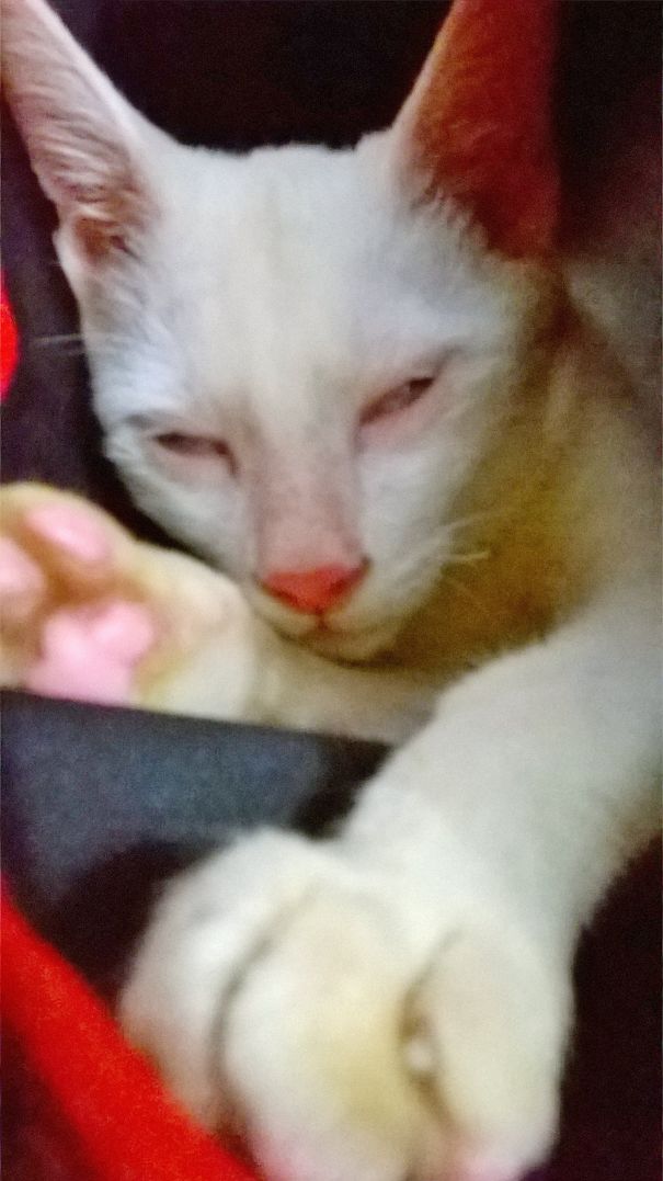 Fresh Milk, A Khao Manee Cat