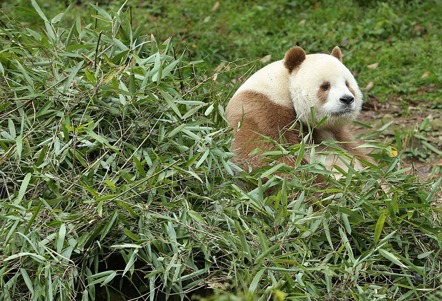 A brown panda sitting in the grass A brown panda sitting in the grass