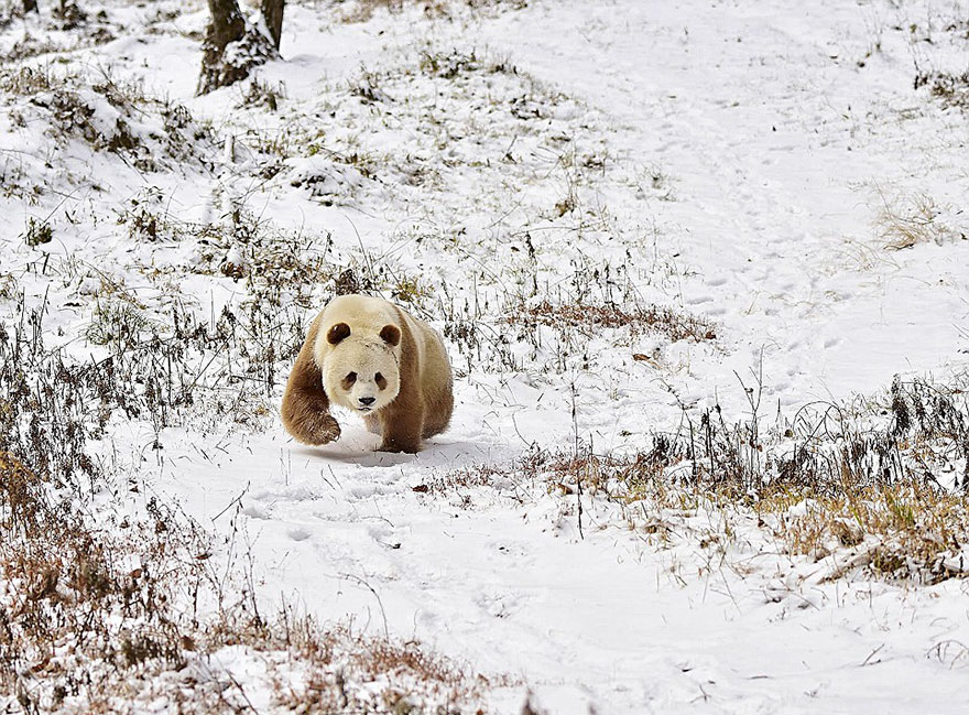 A brown panda walking in a snowy field