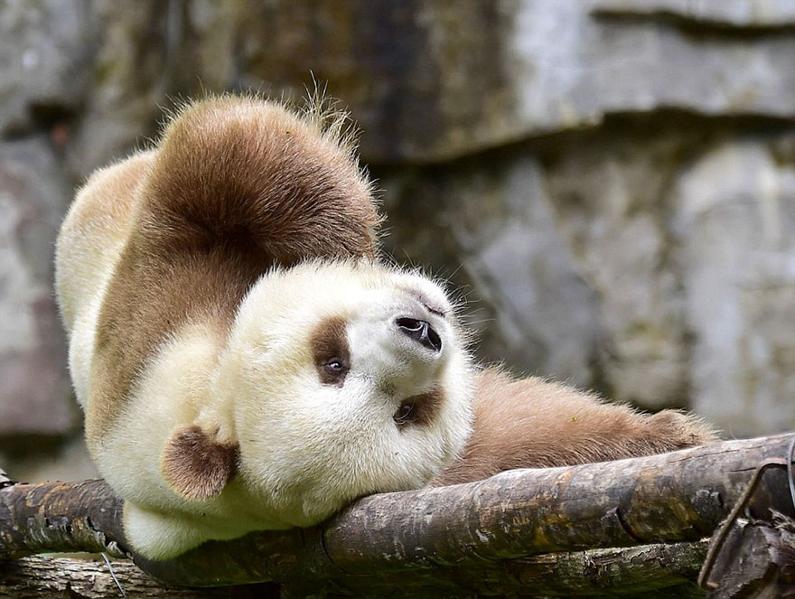 The Fifth Brown Panda in the History of Qinling Pandas – Qizai's Story |  Bored Panda