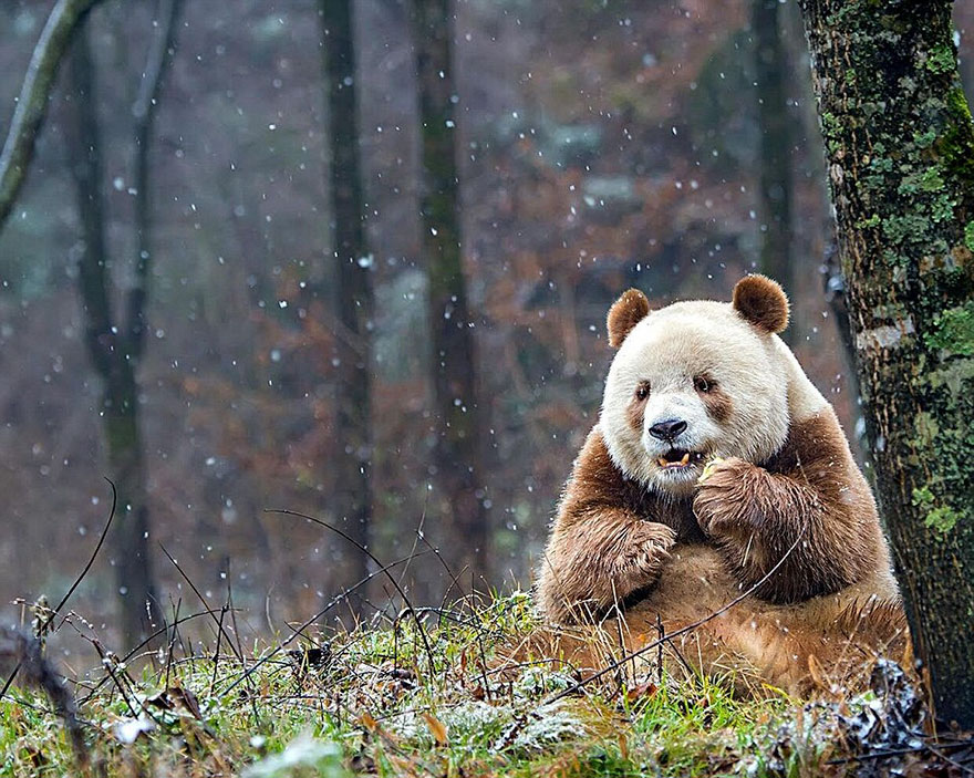 A brown panda sitting in the woods near the tree