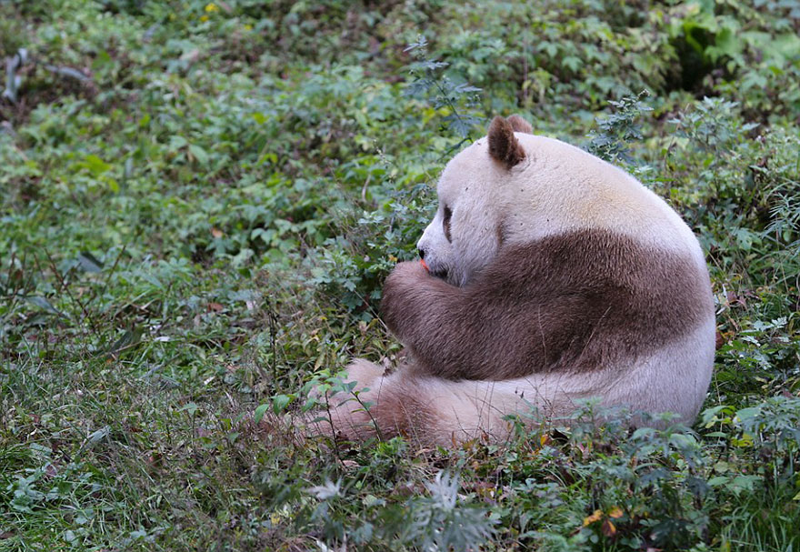 A brown panda sitting in the grass A brown panda sitting in the grass
