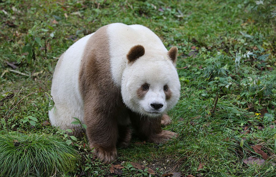 A brown panda sitting on the grass