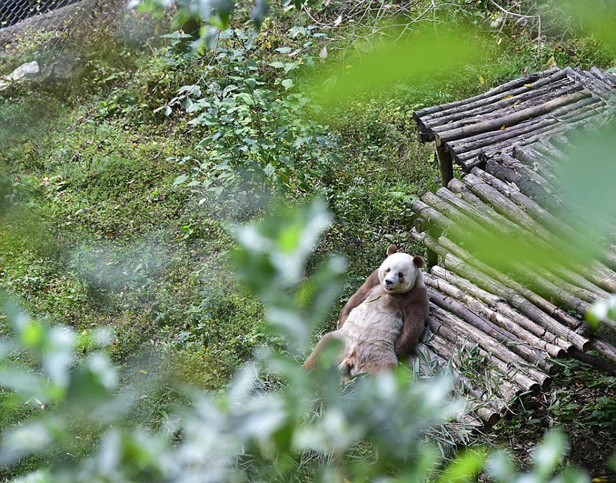 A brown panda lying on its back on the ground made of tree trunks A brown panda lying on its back on the ground made of tree trunks