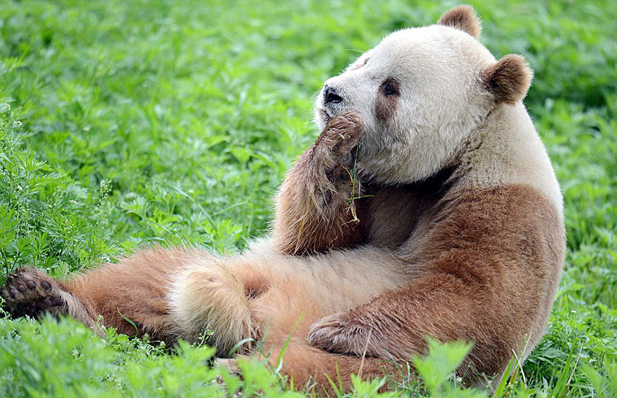 A brown panda sitting in the grass