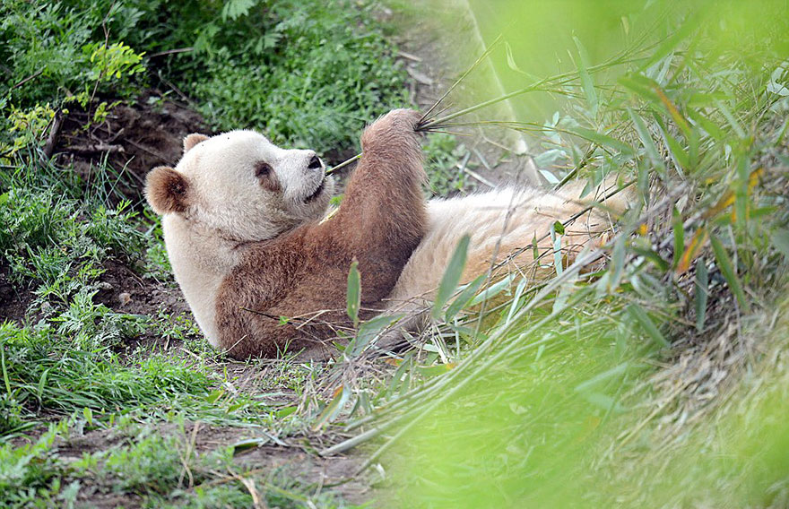 A brown panda is lying on its back and eating bamboo