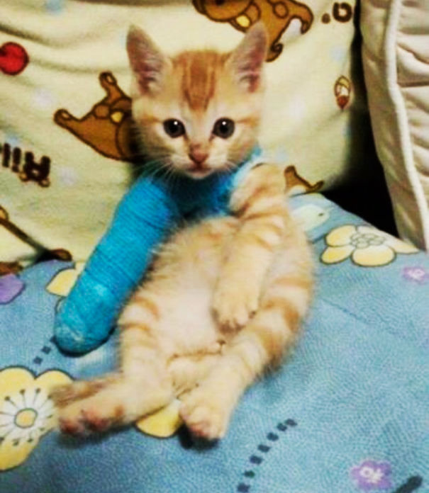 My Friends Cat Broke A Leg. Here She Is In A Cast