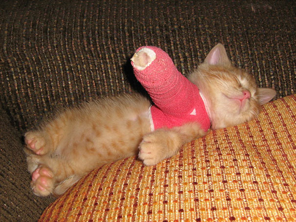 Tiny Kitten In Cast
