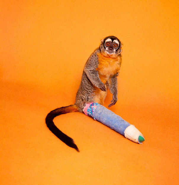 Howling Monkey (Broken Leg)