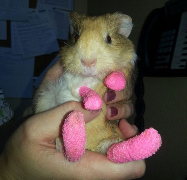 We're Treating This Young Guinea Pig For Burns On Her Feet