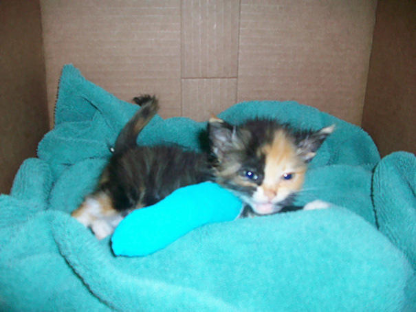 Tiny Kitten In Cast