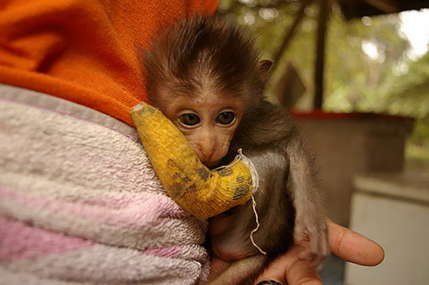 Monkey In Cast