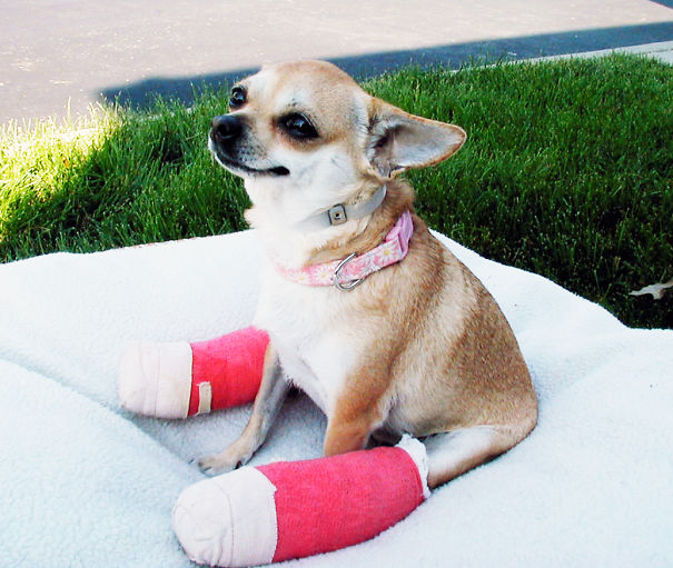Dog In Cast