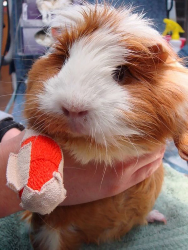 Guinea Pig In Cast