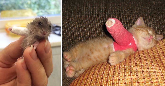 39 Animals In Tiny Casts That You Won’t Be Able To See Without Saying Awww