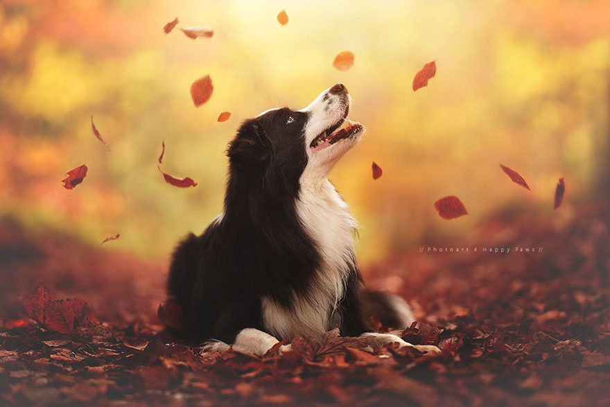 autumn-dog-photography-anne-geier-1 autumn-dog-photography-anne-geier-1