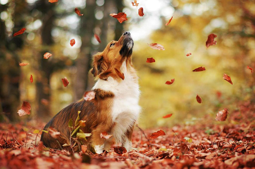 autumn-dog-photography-anne-geier-18 autumn-dog-photography-anne-geier-18