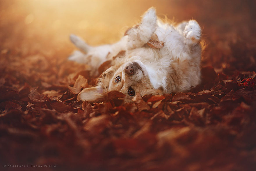 autumn-dog-photography-anne-geier-26 autumn-dog-photography-anne-geier-26