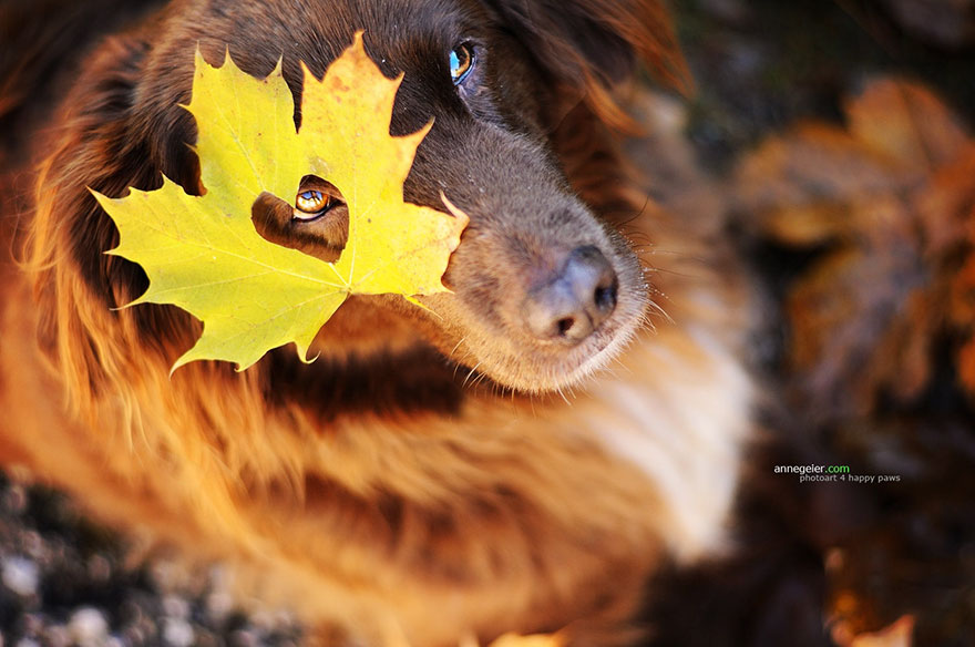 autumn-dog-photography-anne-geier-34 autumn-dog-photography-anne-geier-34