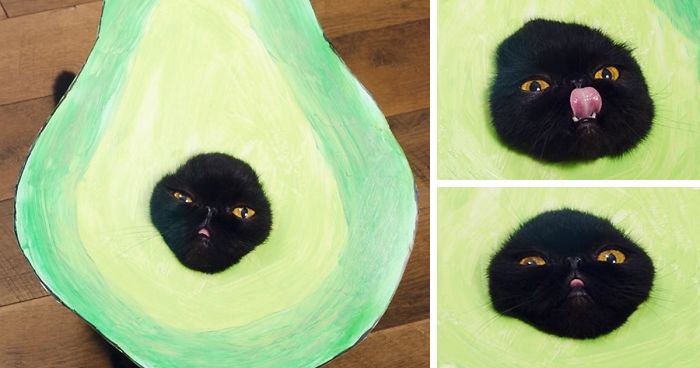 Meet AvoCATo, The Many-Faced Cat (8 Pics)