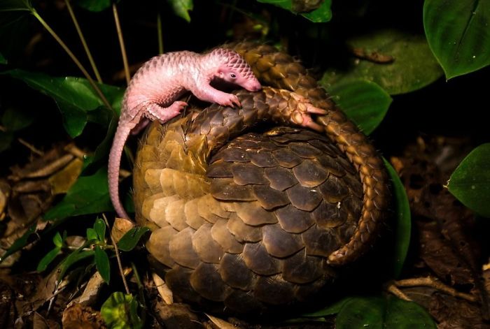 Baby Pangolin