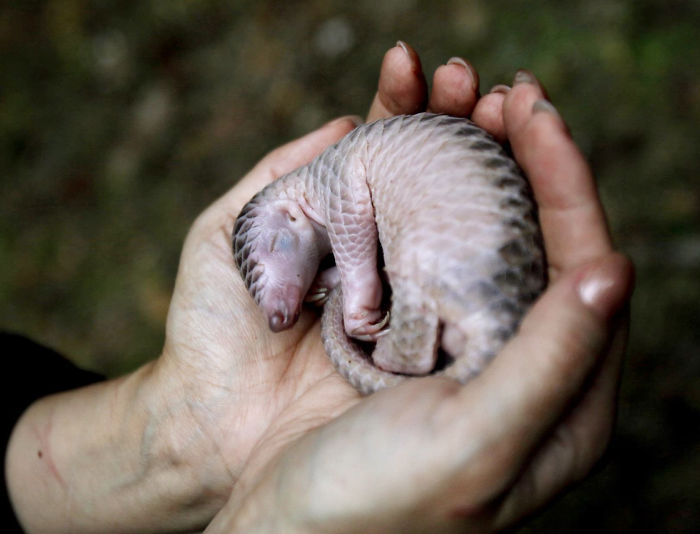 Baby Pangolin