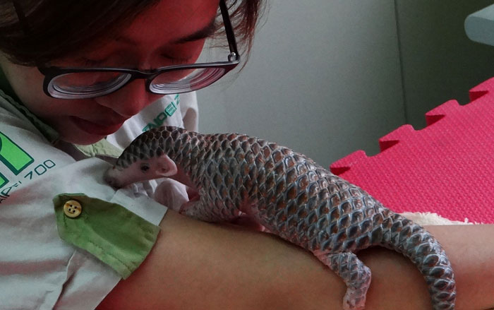Baby Pangolin