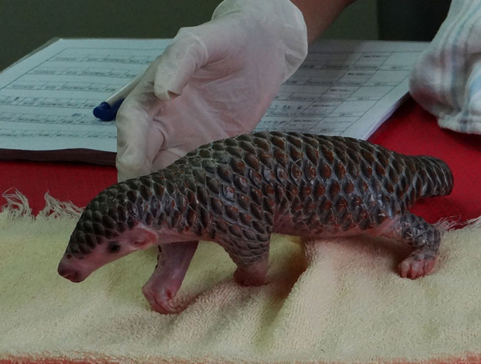 Baby Pangolin