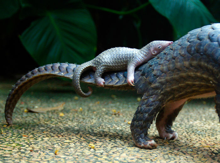 Baby Pangolin
