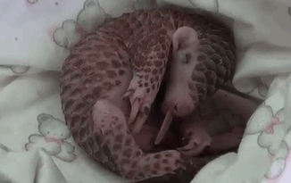 Baby Pangolin