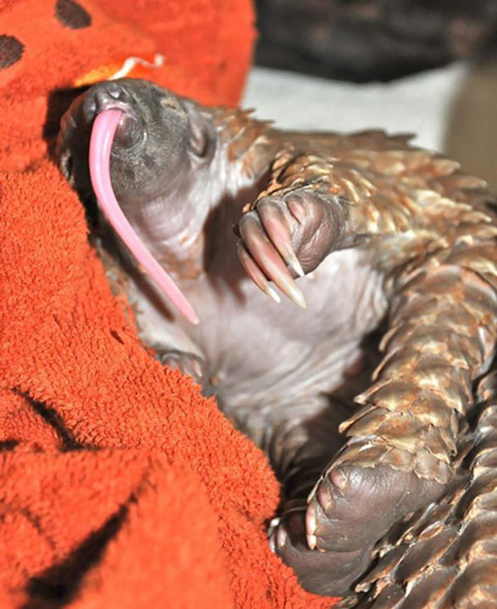 Baby Pangolin