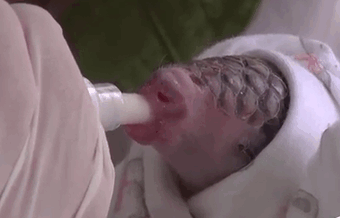 Baby Pangolin