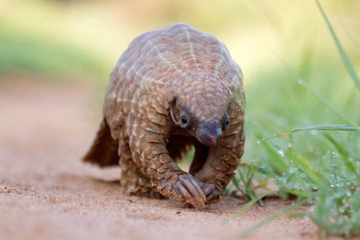 Baby Pangolin