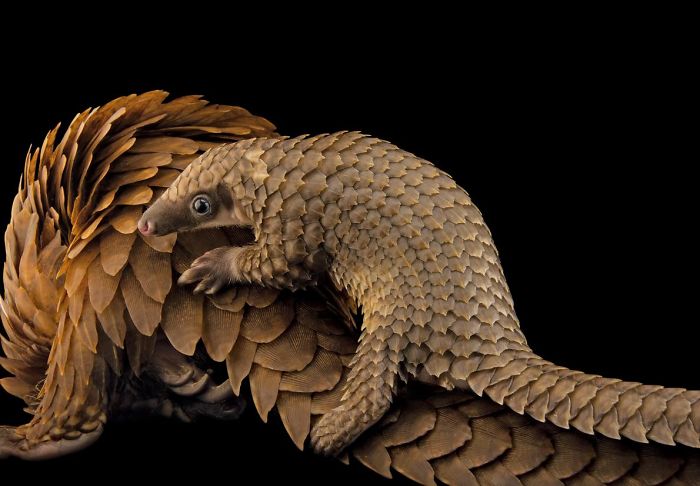 Baby Pangolin